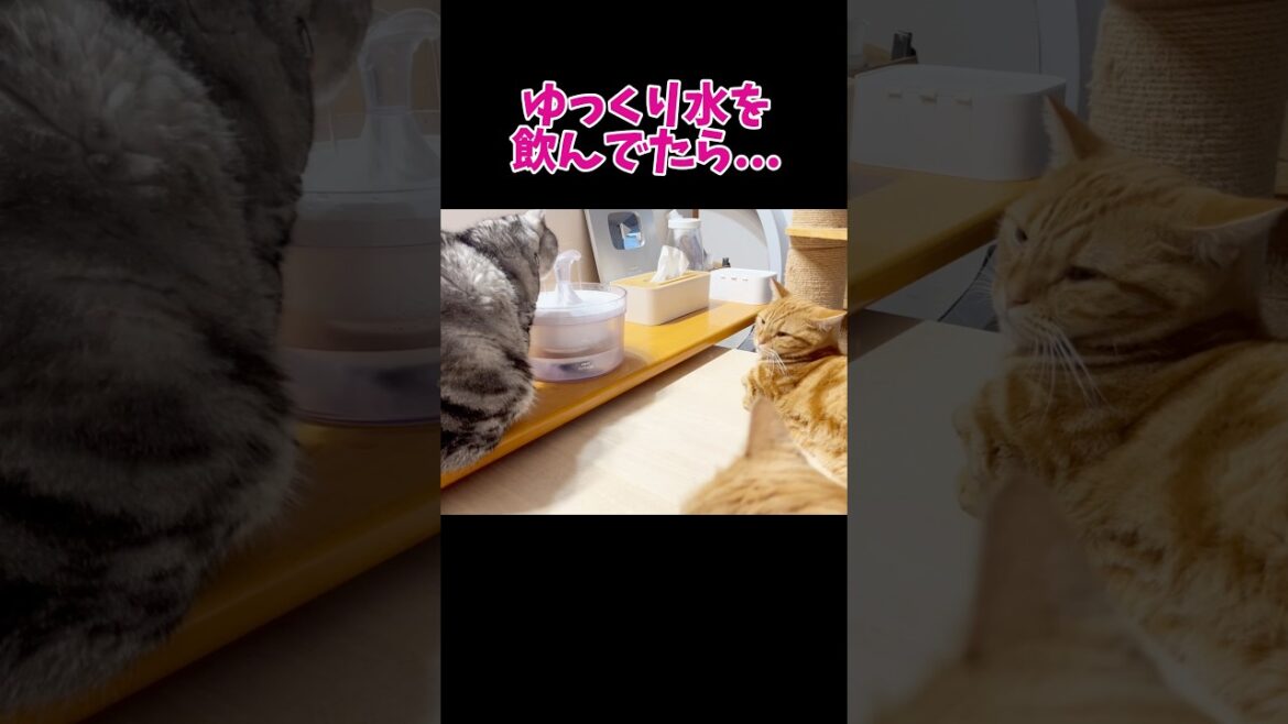 ゆっくり水を飲んでたら... #猫 #アメリカンショートヘア #shorts