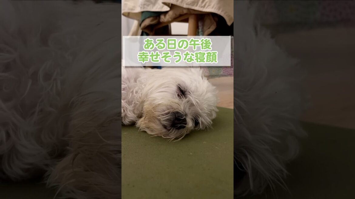 顔は汚れているけど可愛い寝顔の愛犬【マルチーズ】#shorts