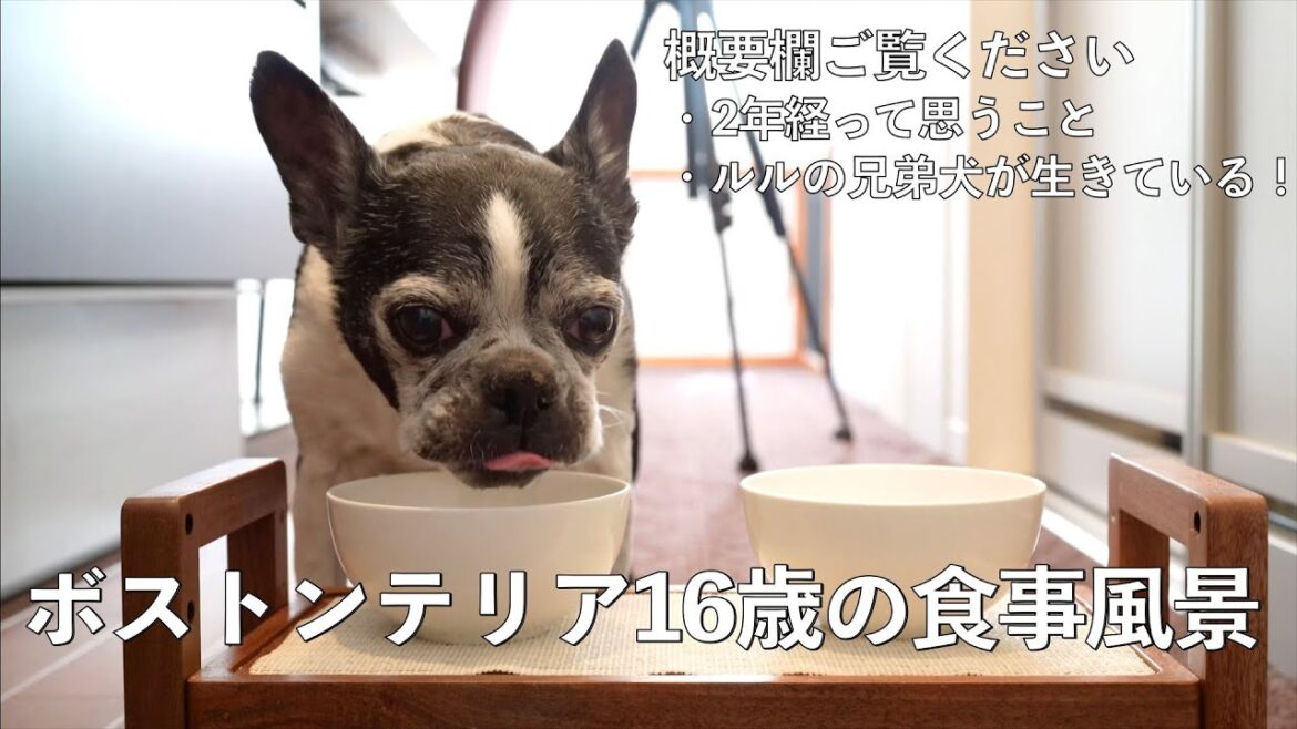あたしちゃんの思い出(2回目の命日を迎えました) あたしちゃんの思い出(2回目の命日を迎えました)