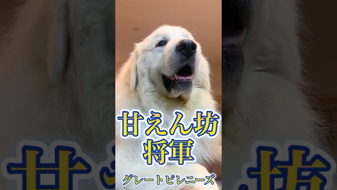 【可愛すぎる甘えん坊の超大型犬】グレートピレニーズの甘えん坊将軍！　#shorts