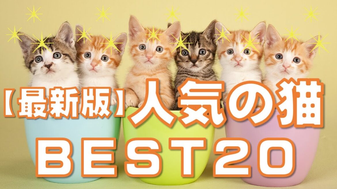 【最新版】人気の猫BEST20