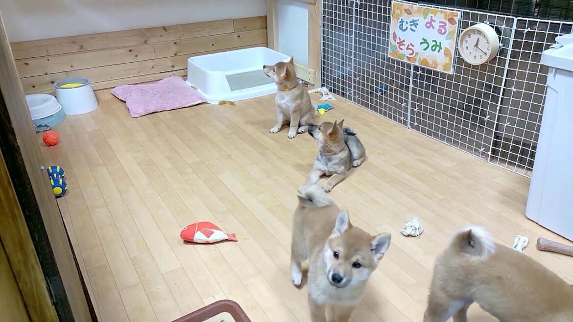 柴犬なつ!子育て生配信【生後73日】名前呼び訓練スタート!初回一番筋が良かったのはむぎ! 柴犬なつ!子育て生配信【生後73日】名前呼び訓練スタート!初回一番筋が良かったのはむぎ!