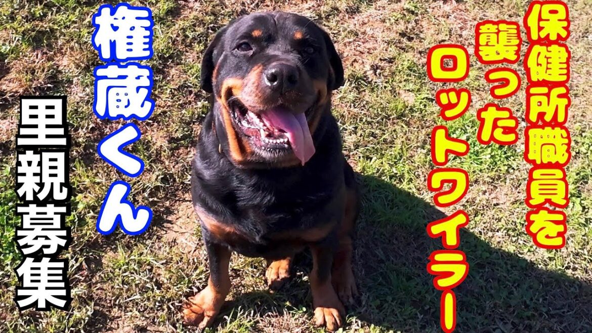 【里親募集中】ロットワイラー権蔵くん