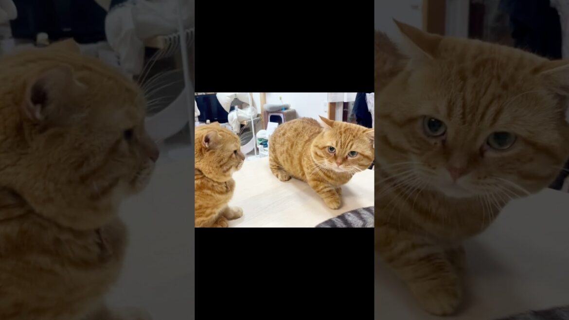 パパの前を通り抜けるのは難易度が高い！？ #猫 #マンチカン #shorts