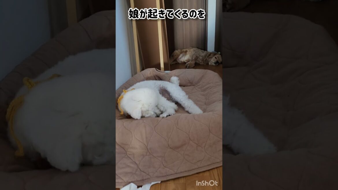 待ち兄弟 #shorts #アメリカンコッカースパニエル #トイプードル