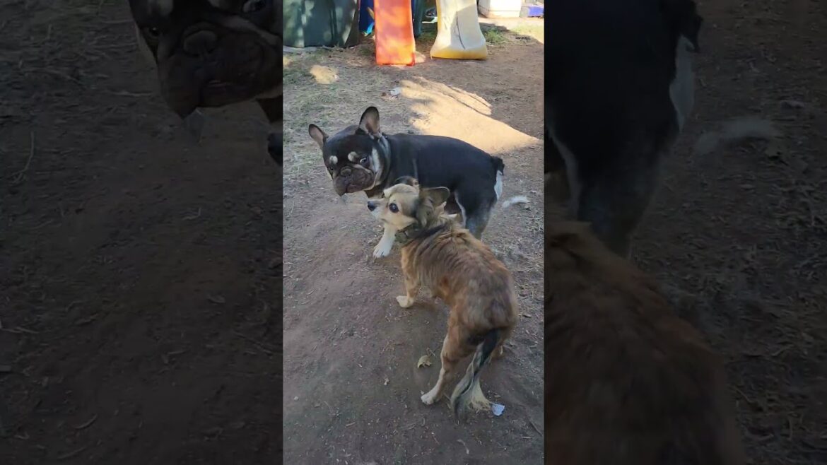 French Bulldog meets Tibetan Spaniel