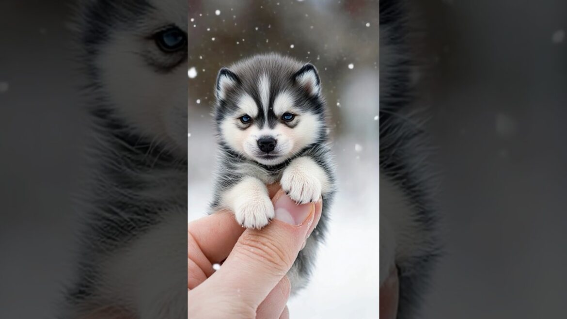 This Tiny alaskan malamute is Melting Hearts!smallest dog #alaskan malamute #doglover #puppy #キュン死