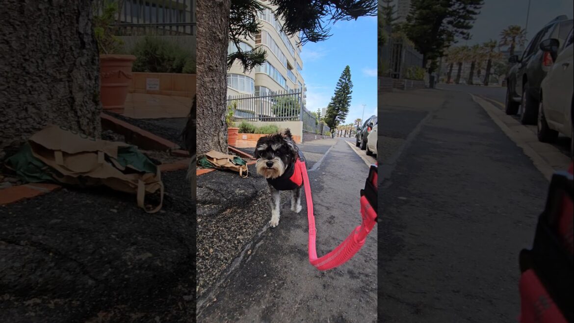 Miniature Schnauzer Suddenly Stops While Walking!