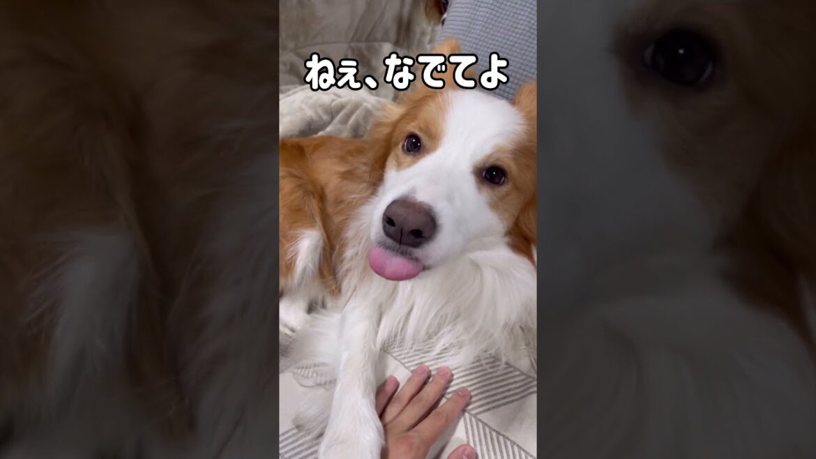 なでなでの催促がかわいいボーダーコリー#shorts #ボーダーコリー #dog