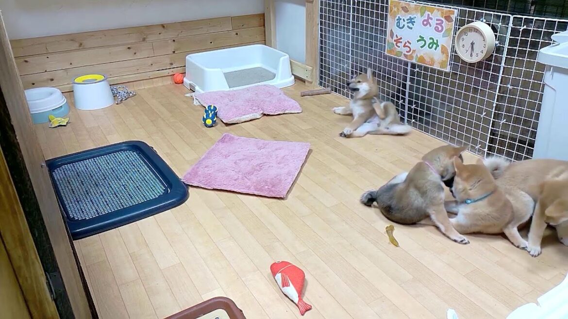 柴犬なつ！子育て生配信【生後74日】むぎの婿入りトイレ(？)が増えました！笑