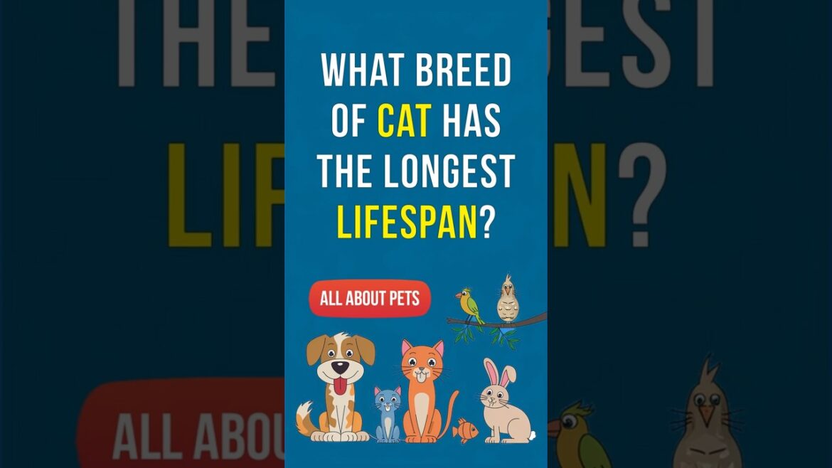 What breed of cat has the longest lifespan? #catlover #catbreeds