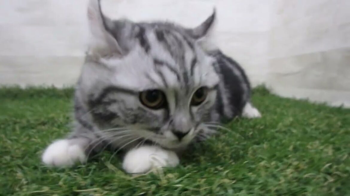 ペットショップcoo&riku No.00694171 アメリカンカール