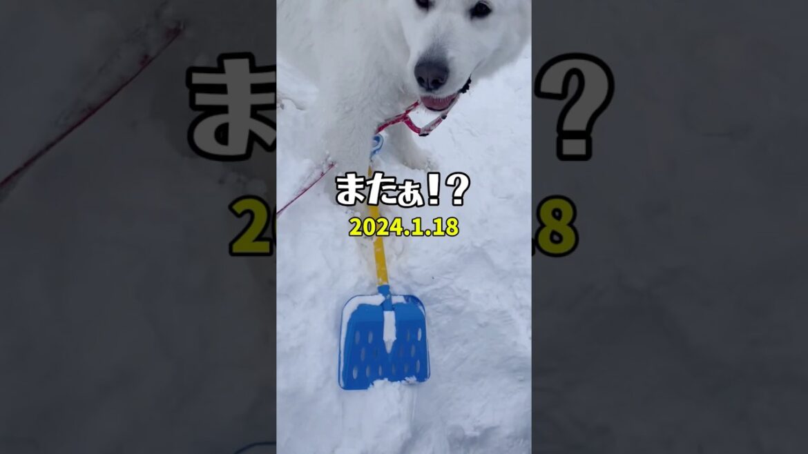 👧なっちゃんアフレコ日記🐻‍❄️二歳　　　　　　　　　　#グレートピレニーズ#GreatPyrenees#癒し動画