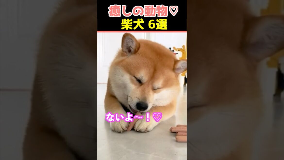 【癒しの柴犬】SNSでバズった動物かわいい犬動画６選！【Healing Shiba Inu】6 Cute Dog Videos That Went Viral on Social Media!