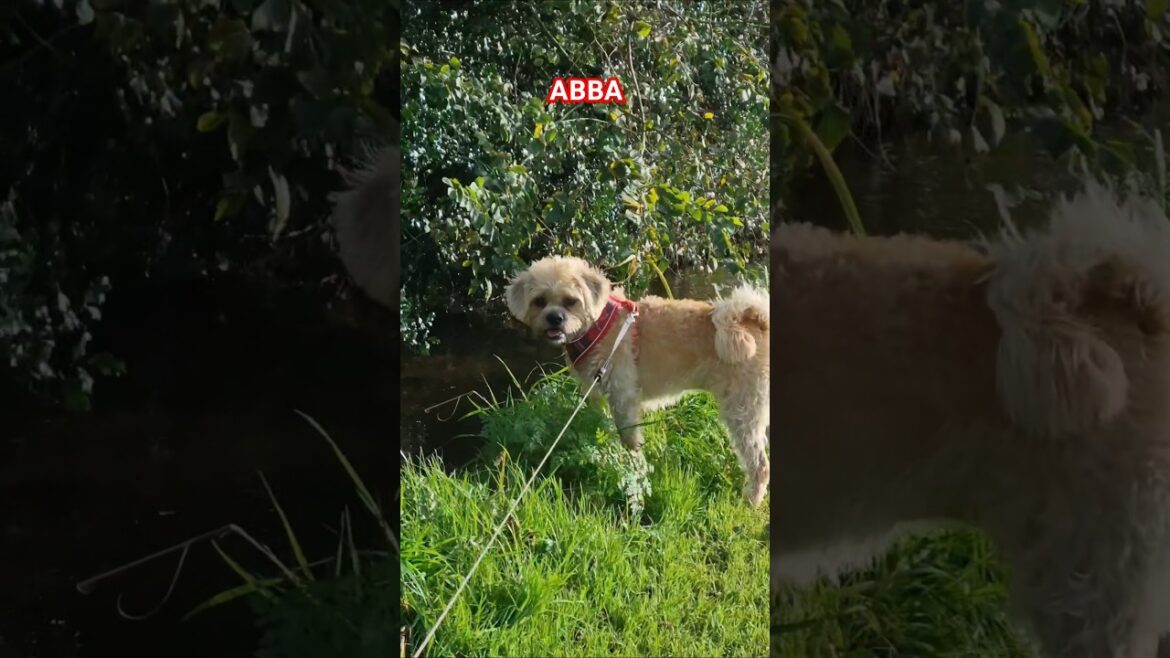 Terriers Enjoy the Sunshine 🌞