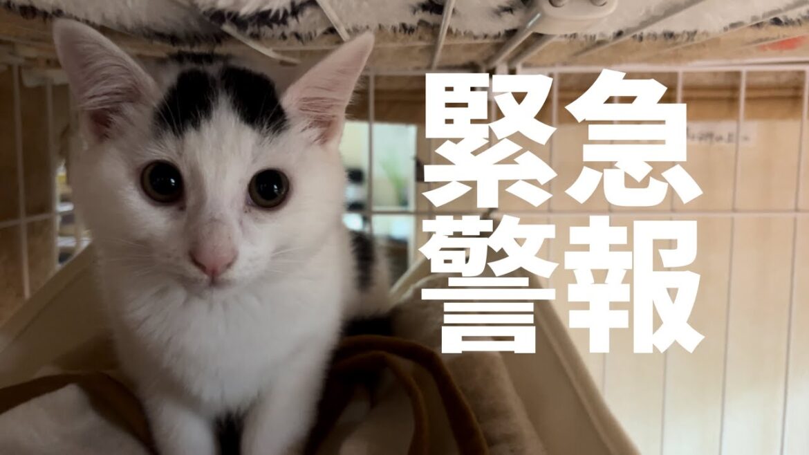 掃除機の音に怯えて警報音を出すネコ。