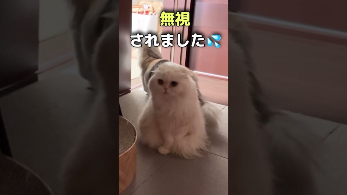 パパにビビりまくる猫を心配してる先住猫#shorts #cat #猫のいる暮らし