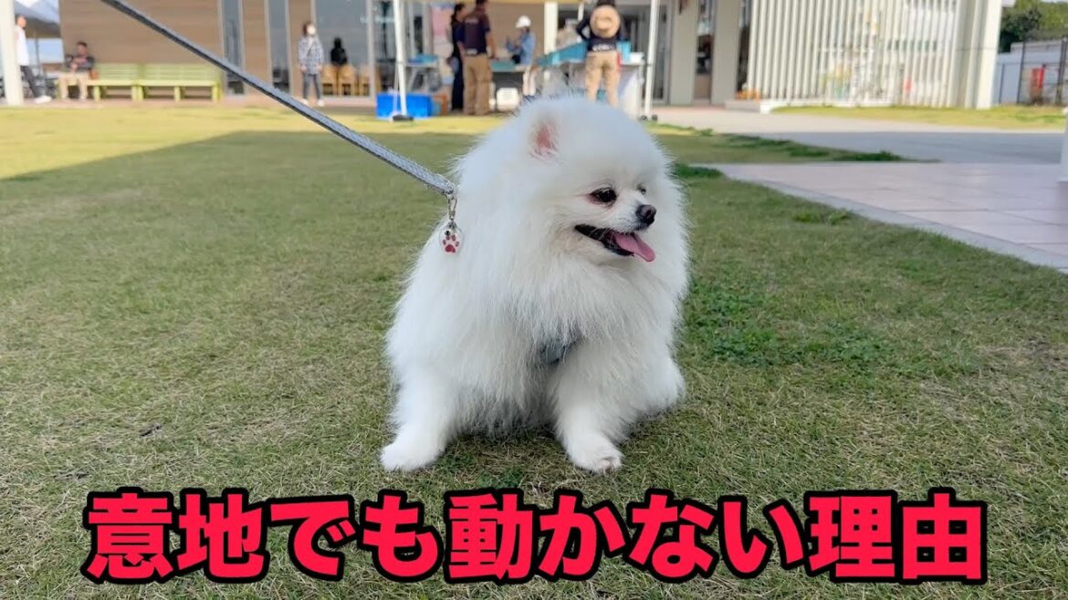 突然急に散歩拒否するポメラニアン。その理由がヤバすぎた！