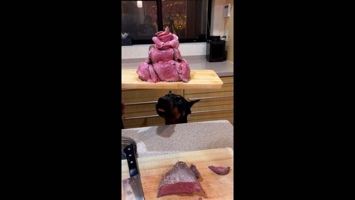 生肉を見せたら狂犬になったドーベルマン 生肉を見せたら狂犬になったドーベルマン