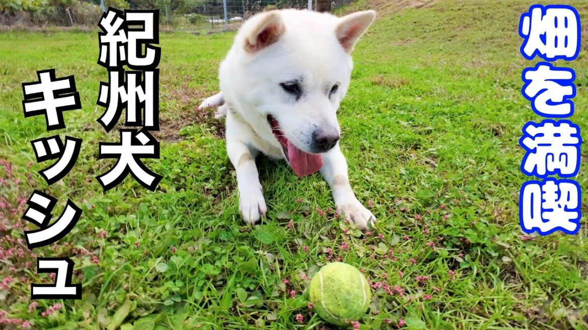 【紀州犬】キッシュ畑でハッスル！元気いっぱ〜つ！