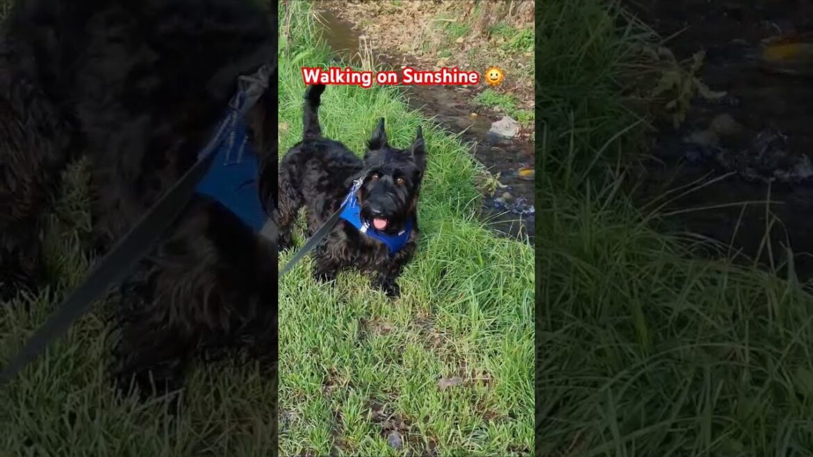 Walking on Sunshine ๐ ๐ Walking on Sunshine ๐ ๐