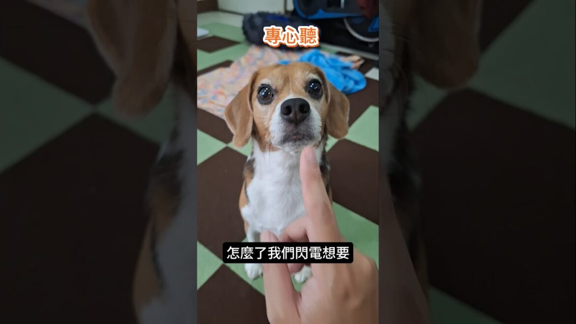 米格魯 想要吃東西的時候都會在周圍徘徊 不吵不鬧靜靜地等待 米格魯很有耐心 #shorts  #beagle #pets