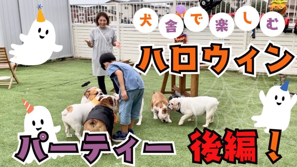 【後編】ブルドッグ犬舎のハロウィン🎃
