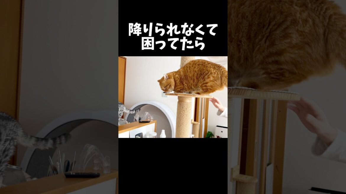 ツリーから降りられなくて困ってたら... #猫 #マンチカン #shorts