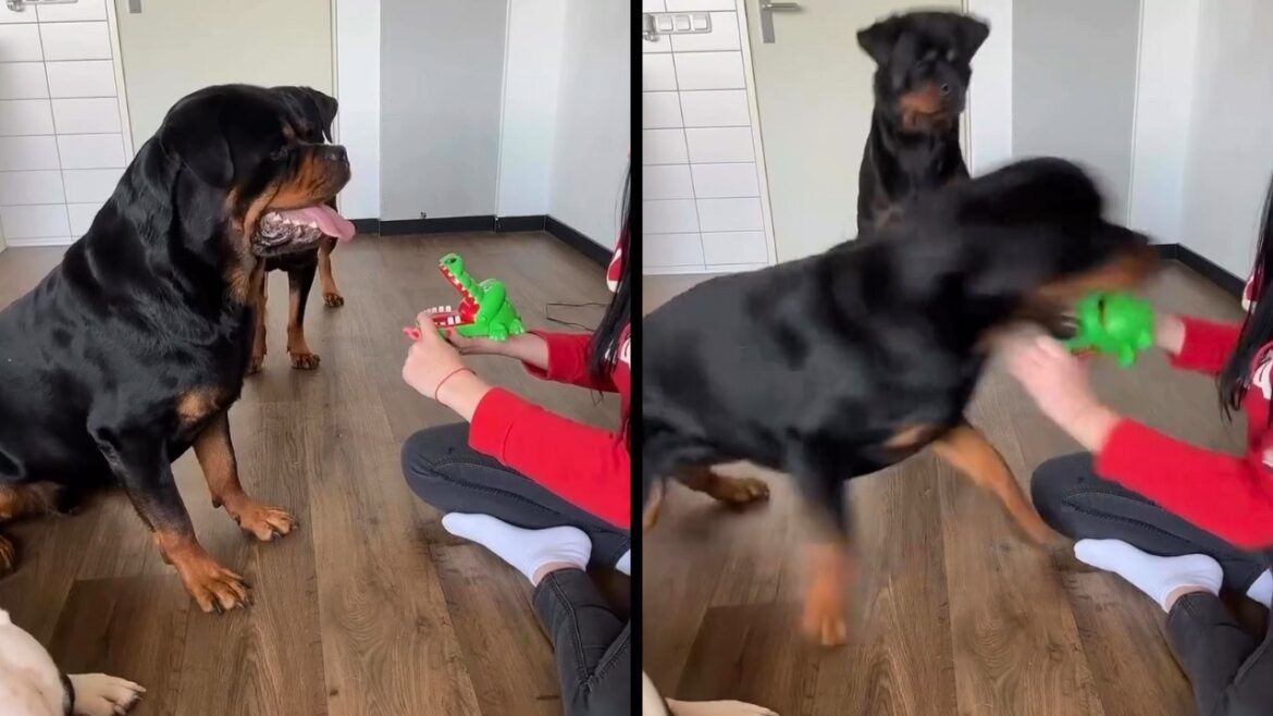 ロットワイラー：ママを噛まないでよ。