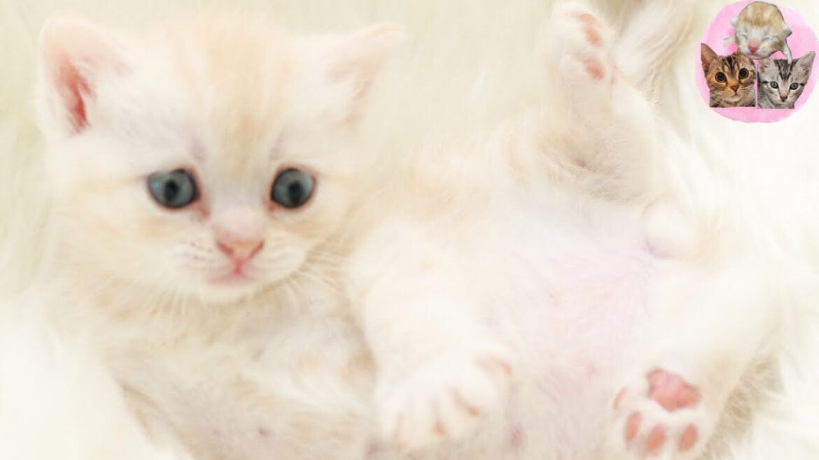 スコティッシュフォールド💓男の子