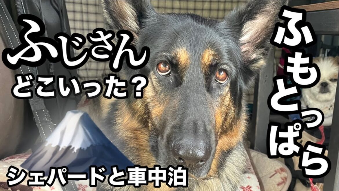 シェパードとふもとっぱらでハイエース車中泊🗻まろん愛❤️凄すぎのお友達と再会😳