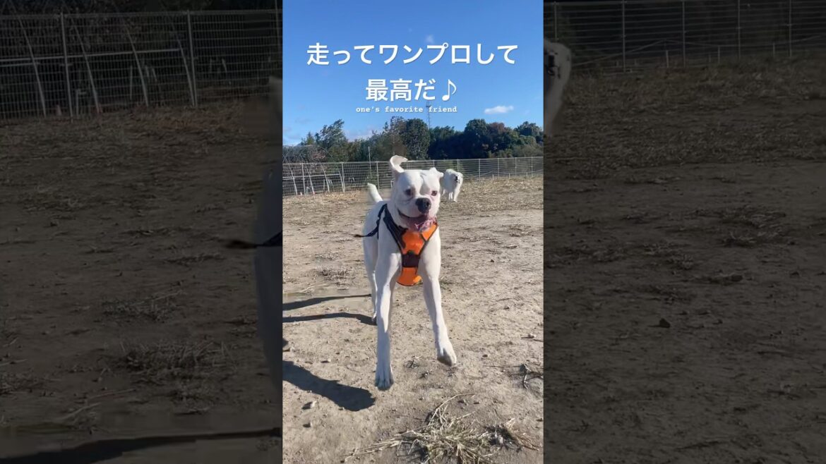 安心してワンプロ出来るってありがたい✨　ゴールデンレトリバー　ボクサー犬