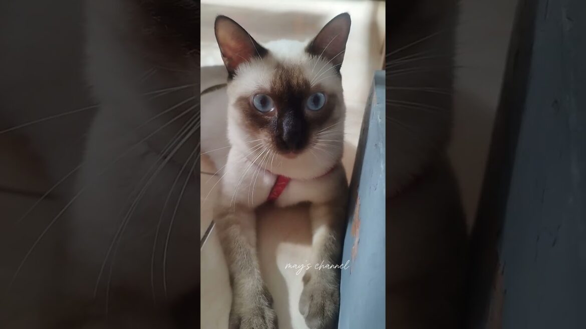 #apt #rose #brunomars #animals #cat