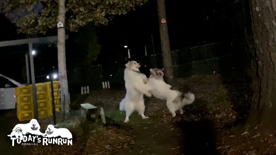ベルのワンプロを受けてたつ！まだまだ強いアランです　Great Pyrenees　グレートピレニーズ