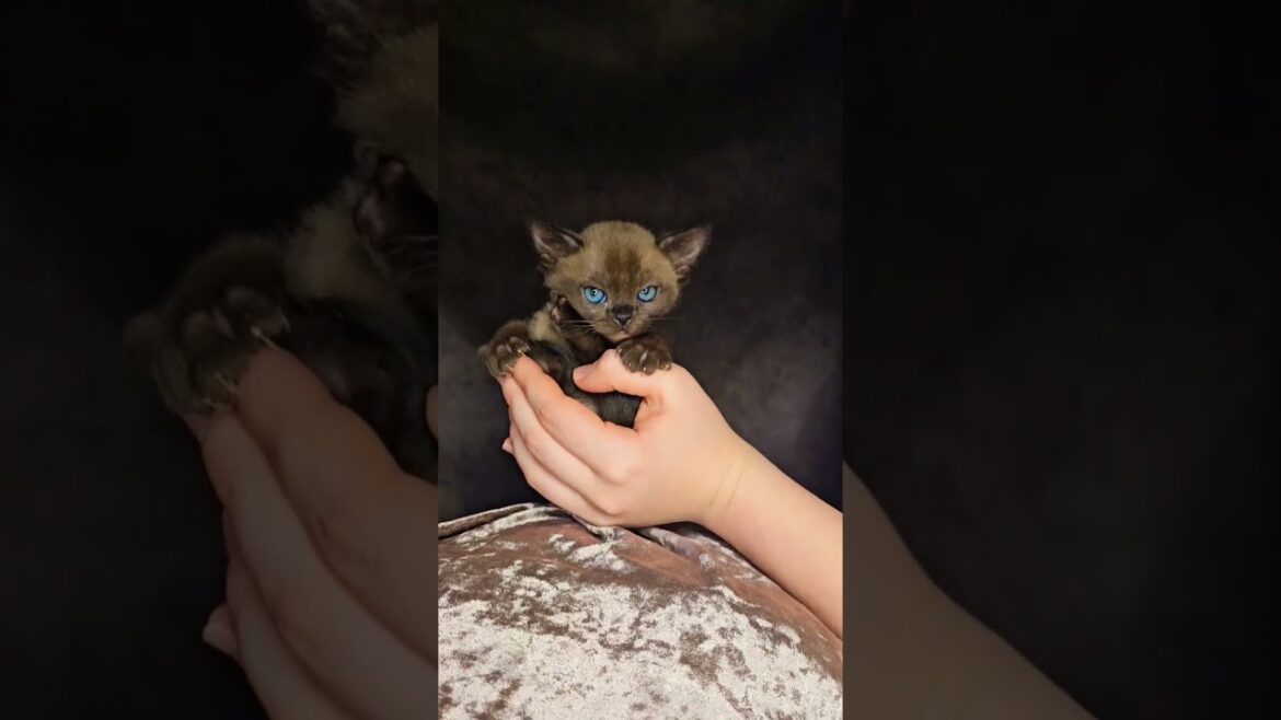 Малыш 🎉🌟😍 #burmesecat #catlover #cat #kitten #европейскаябурма #соболинаябурма