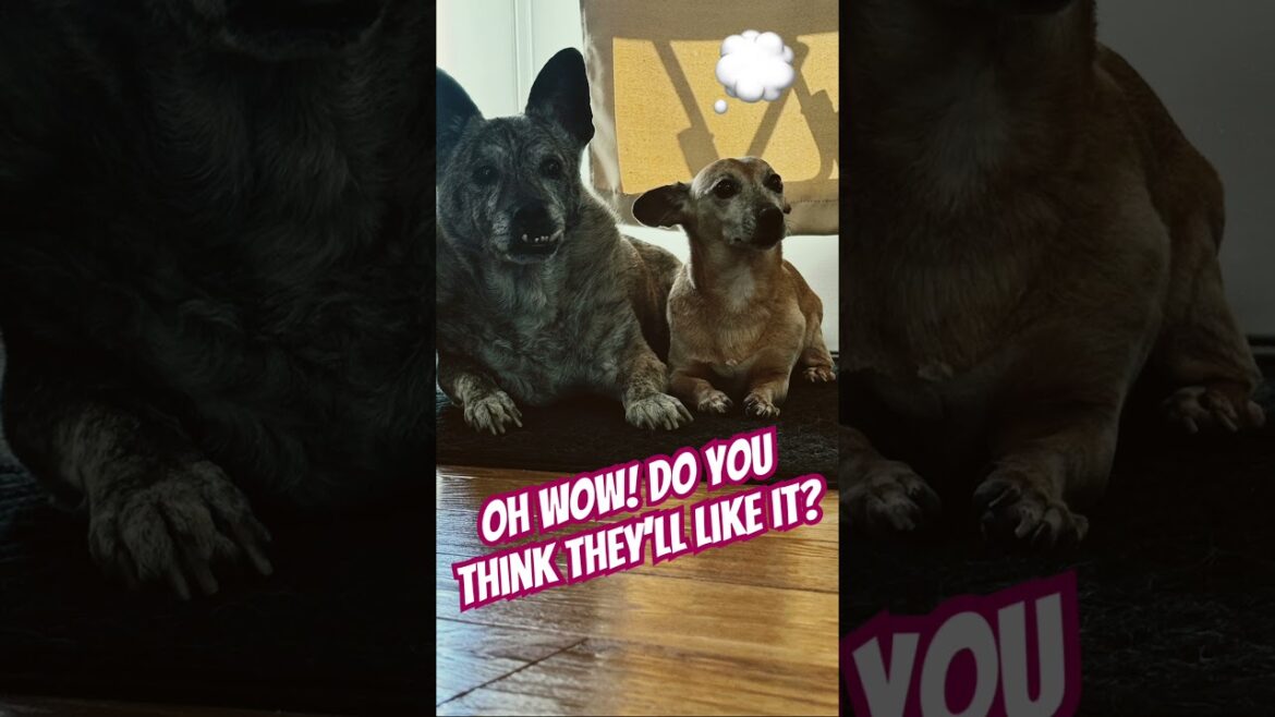 🔔New video!! Will You ❤️ and Share? #dogsofyoutube #dogshorts #news 🔔New video!! Will You ❤️ and Share? #dogsofyoutube #dogshorts #news