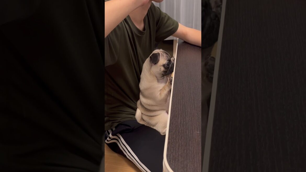 【子犬パグ】パパの膝の上が落ち着くみたい☺️#パグ #子犬 #shorts #かわいい #癒し