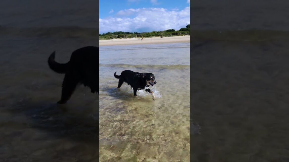 【オーストラリア】Kelpie loves the beach | ビーチを楽しむ犬 【オーストラリア】Kelpie loves the beach | ビーチを楽しむ犬