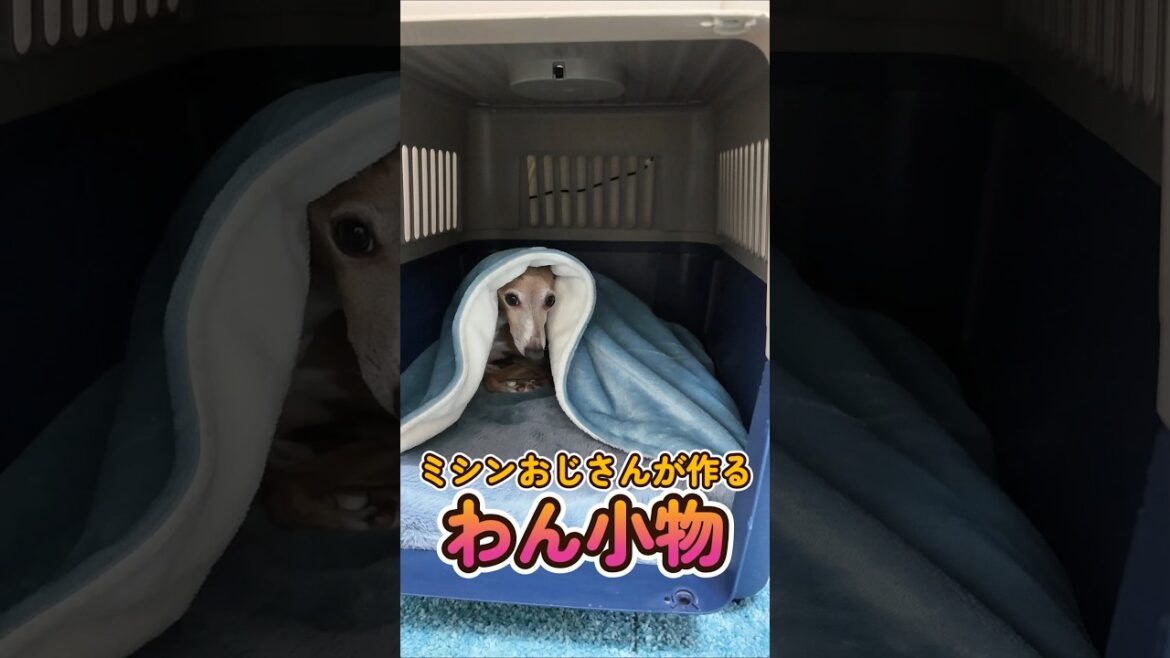 おっさんが作るわん小物 : クレート専用ベッドの製作 #shorts #イタグレ #ミニピン