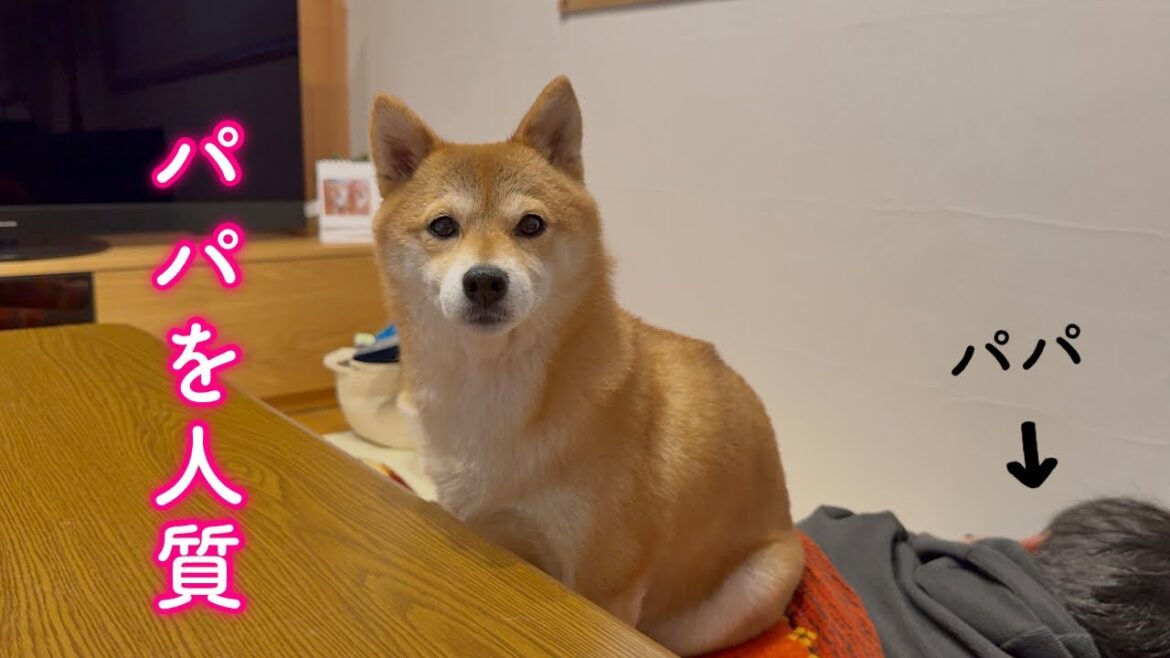 パパを人質にとってご飯と引き換えに要求してくる柴犬が可愛い パパを人質にとってご飯と引き換えに要求してくる柴犬が可愛い