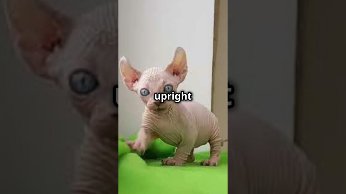 5 Amazing Facts About Dwelf Cats That You Didn't Know Part 2