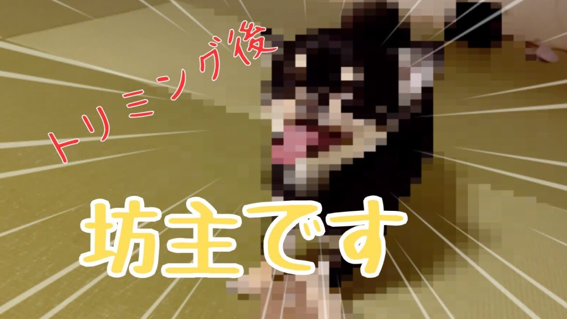 また坊主になったよ！バッサリカット！#チワワ #ロングコートチワワ#トリミング