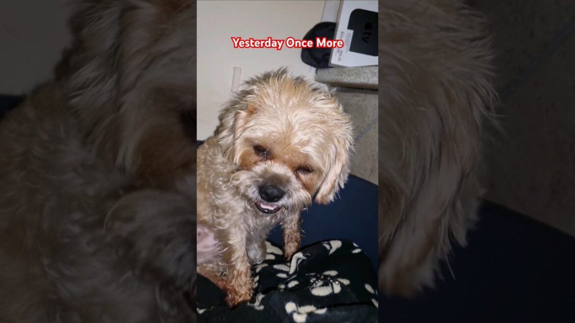 Treat Time for the Terriers