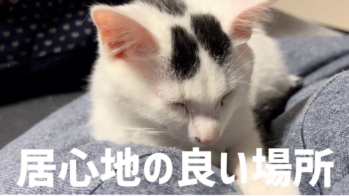 人をダメにするクッションはネコもすぎ。ヨギボもどきで爆睡するミルねーさん