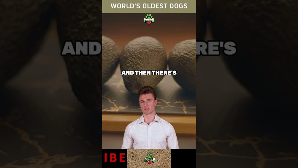 Amazing Stories of Canine Longevity! #dogslife #doglovers #shorts