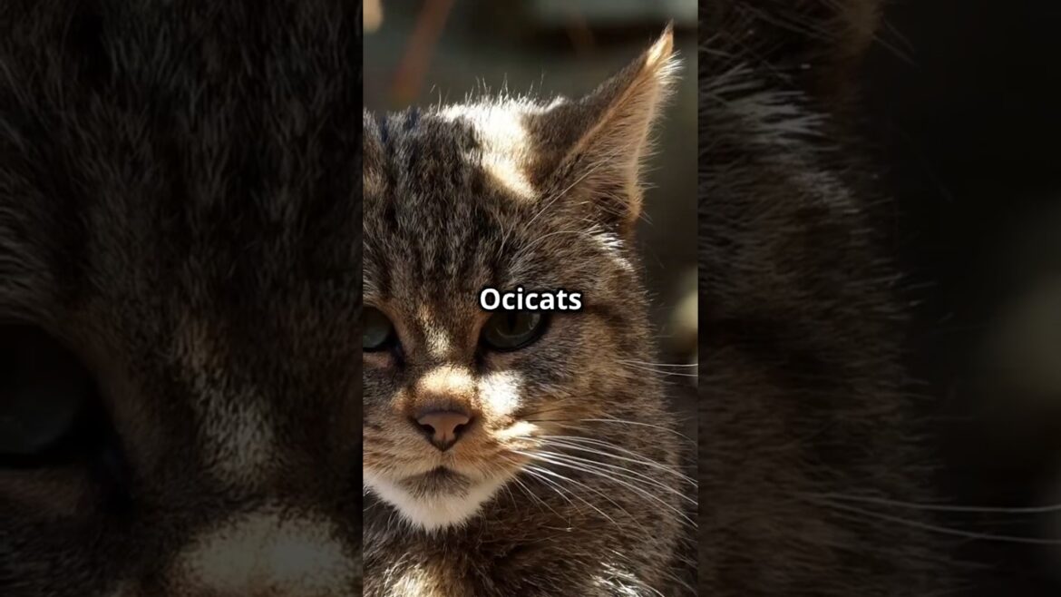 Unleash the Wild: Ocicat Secrets Revealed #amazingfacts #cat #fascinatingcreatures #factshorts