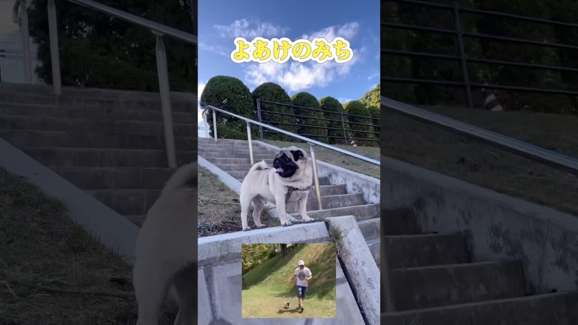 よあけのみち　#パグ#pug