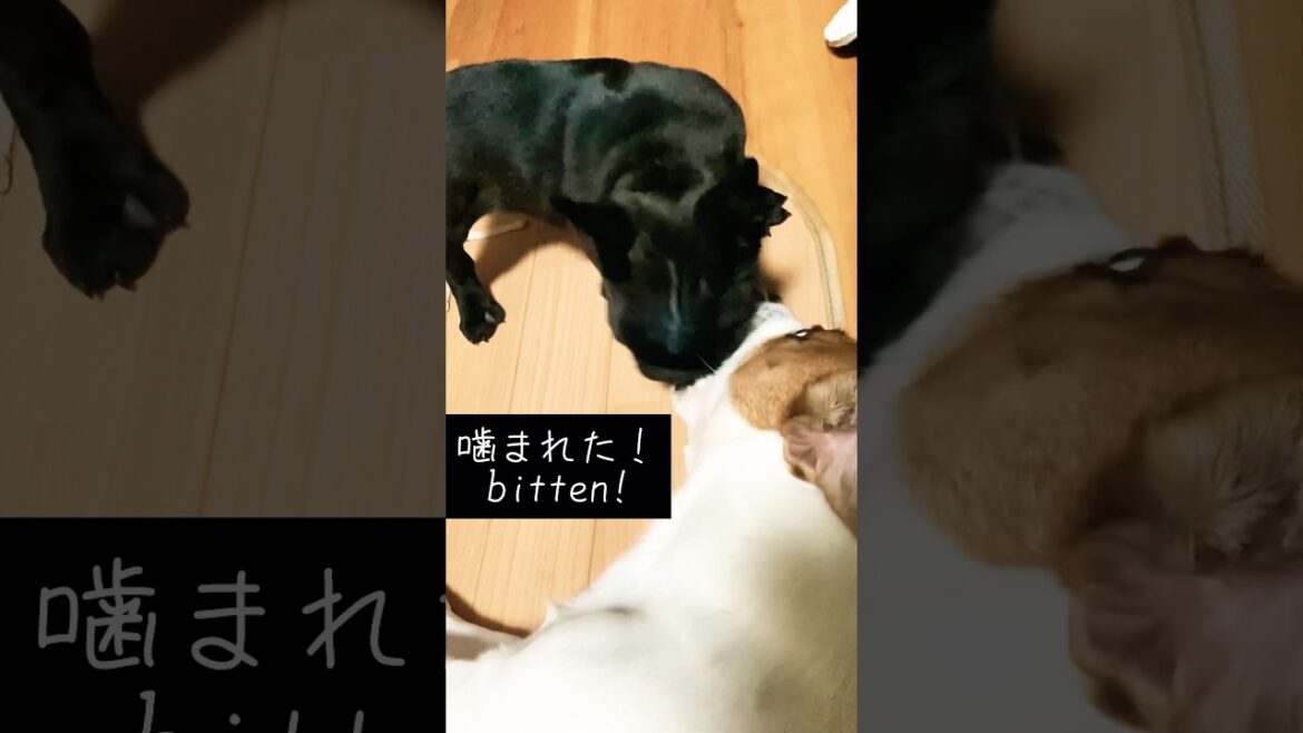 愛犬が噛まれた！　#shorts #あしゅらごん