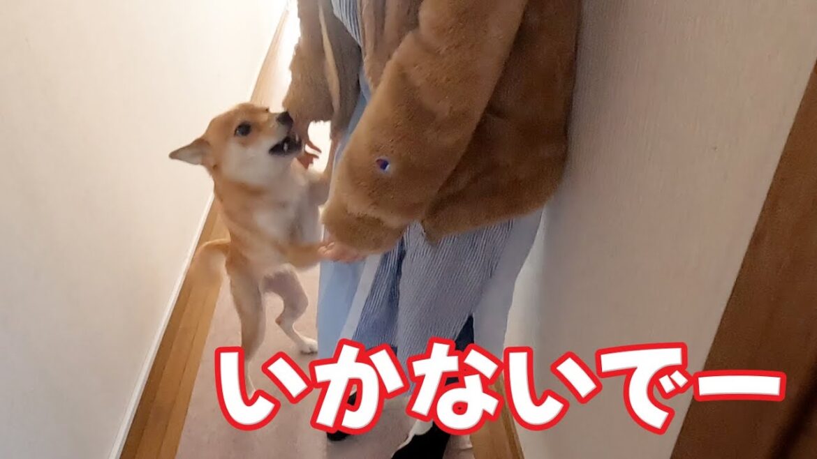 【行かないでー！】お姉ちゃんのお見送りは淋しい柴犬小夏　磯上公園リニューアル　#柴犬 #柴犬と暮らす #神戸