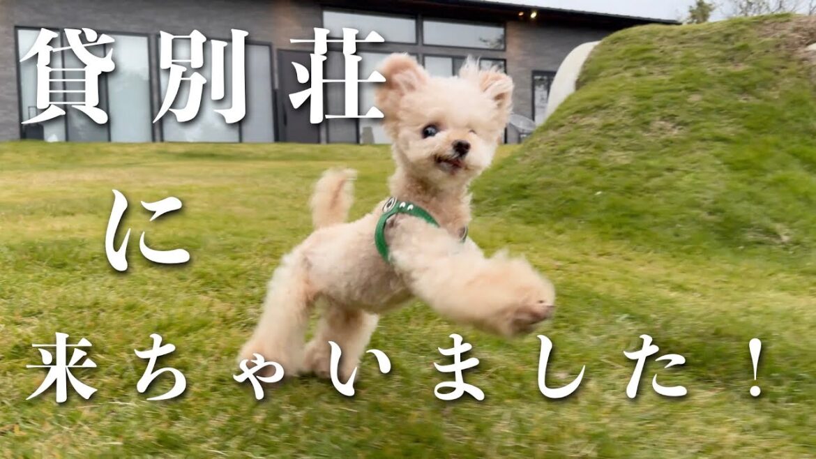 【出立編】最高すぎて兎のように飛び跳ねている犬がこちらですｗ【ドッゴ伊豆】【トイプードル】